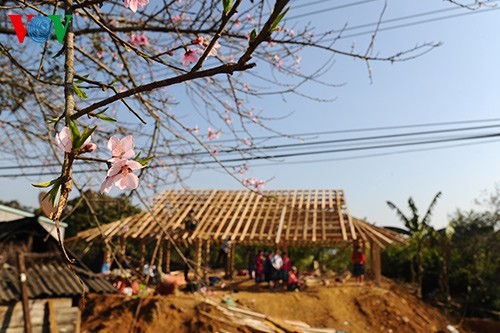 Spring has sprung on Moc Chau Plateau  - ảnh 9